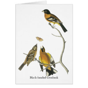 Audubon Black-headed Grosbeak