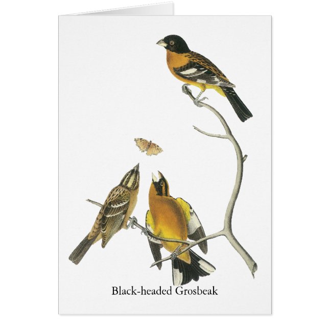 Audubon Black-headed Grosbeak (Front)