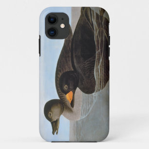 Audubon: Black Scoter iPhone 11 Case