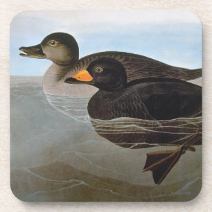 Audubon: Black Scoter Coaster