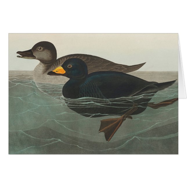 Audubon Black Scoter Print: Vintage Coastal Duck (Front Horizontal)