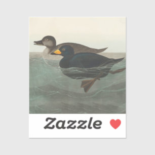 Audubon Black Scoter Print: Vintage Coastal Duck