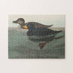 Audubon Black Scoter Print: Vintage Coastal Duck Jigsaw Puzzle
