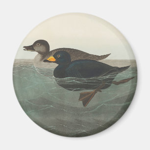 Audubon Black Scoter Print: Vintage Coastal Duck Magnet