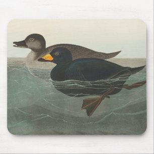 Audubon Black Scoter Print: Vintage Coastal Duck Mouse Mat