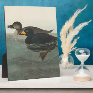 Audubon Black Scoter Print: Vintage Coastal Duck Plaque