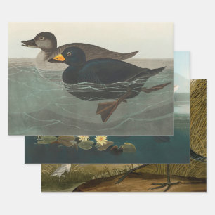 Audubon Black Scoter Print: Vintage Coastal Duck Wrapping Paper Sheet