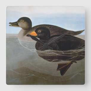 Audubon: Black Scoter Square Wall Clock