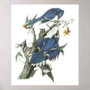 Audubon Blue Jay Poster