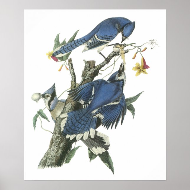 Audubon Blue Jay Poster (Front)