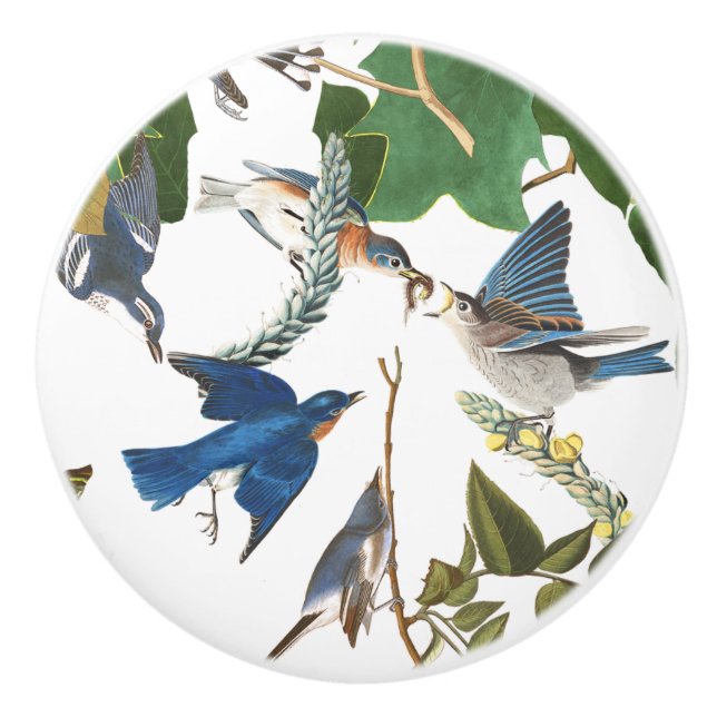 Audubon Bluebird Birds Wildlife Animal Knob (Front)