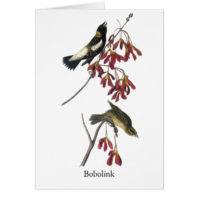 Audubon Bobolink (Front)