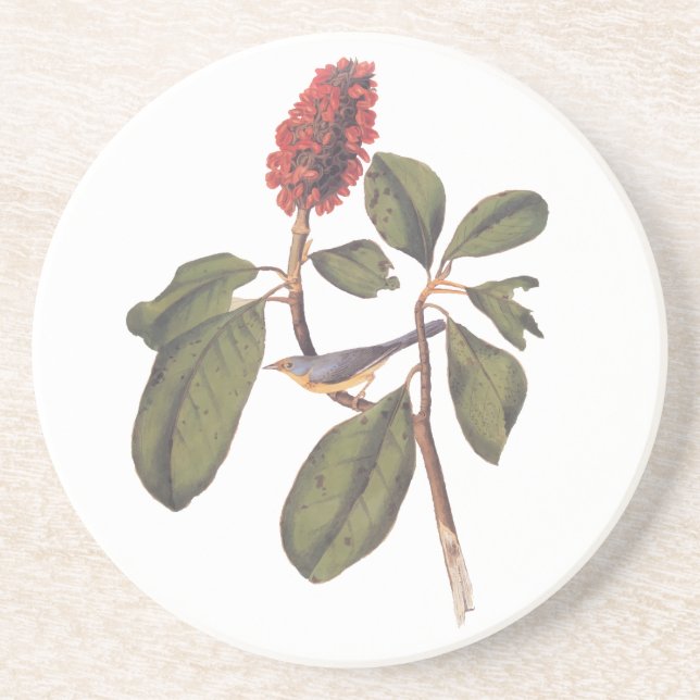 Audubon Bonaparte Flycatcher Songbird and Magnolia Coaster (Front)