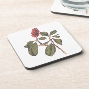 Audubon Bonaparte Flycatcher Songbird and Magnolia Coaster