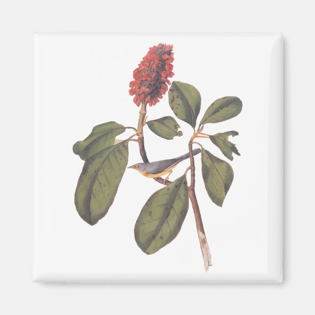 Audubon Bonaparte Flycatcher Songbird and Magnolia Magnet (Front)
