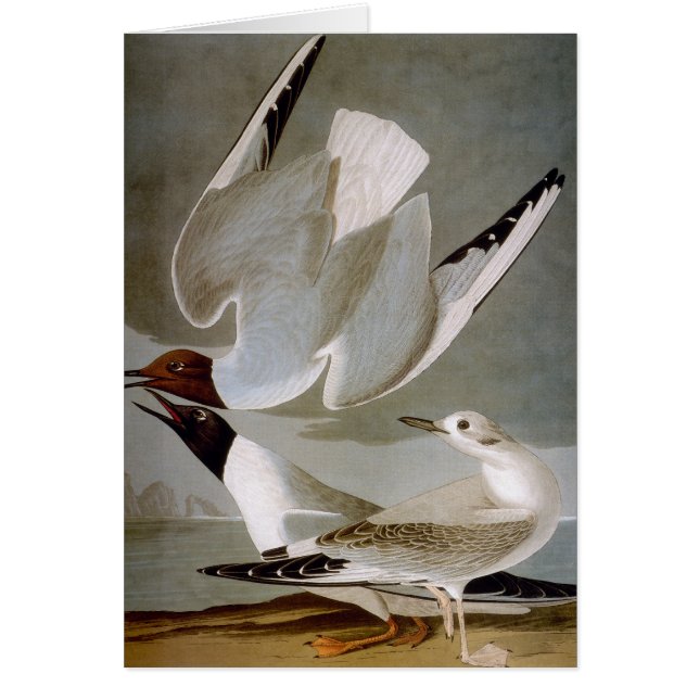 Audubon: Bonaparte's Gull (Front)