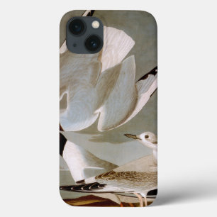 Audubon: Bonaparte's Gull iPhone 13 Case