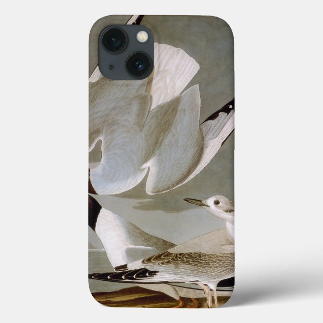Audubon: Bonaparte's Gull Case-Mate iPhone Case (Back)
