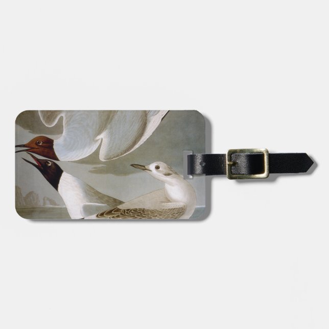 Audubon: Bonaparte's Gull Luggage Tag (Front Horizontal)