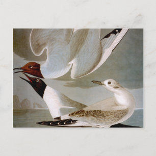 Audubon: Bonaparte's Gull Postcard