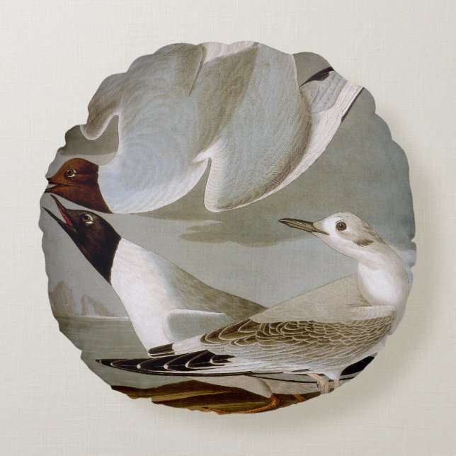 Audubon: Bonaparte's Gull Round Cushion (Front)