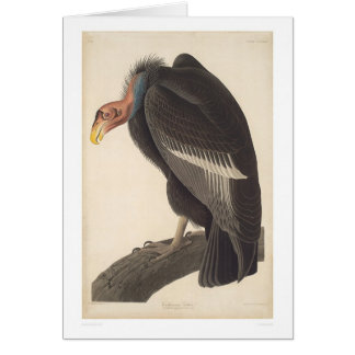 Audubon California Vulture (2609A)