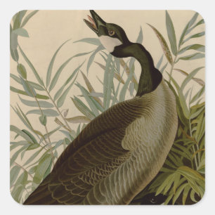 Audubon Canada Goose Wildlife Bird Square Sticker