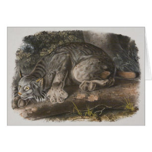 Audubon - Canadian Lynx