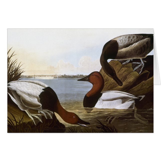 Audubon: Canvasback (Front Horizontal)