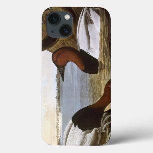 Audubon: Canvasback iPhone 13 Case