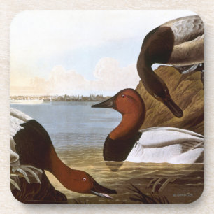 Audubon: Canvasback Coaster