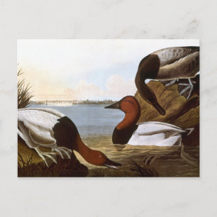 Audubon: Canvasback Postcard