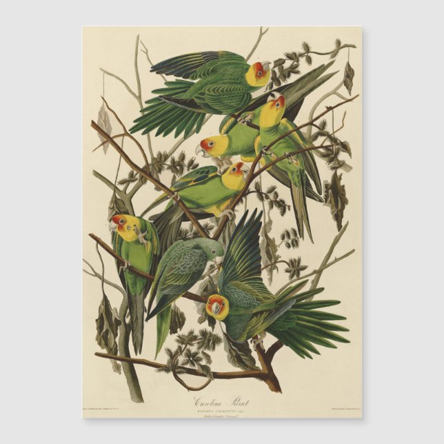 Audubon Carolina Parrot Bird illustration (Front)