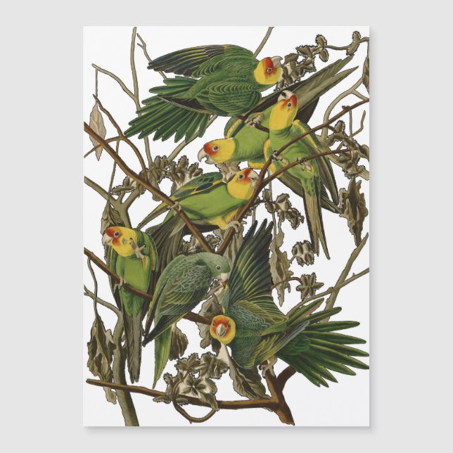 Audubon Carolina Parrot Bird illustration (Front)