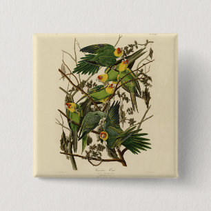 Audubon Carolina Parrot Bird illustration 15 Cm Square Badge