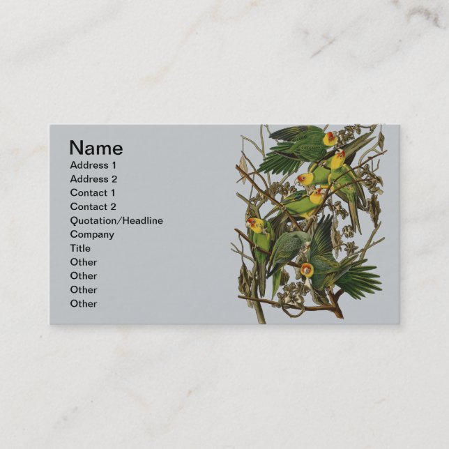Audubon Carolina Parrot Bird illustration Business Card (Front)