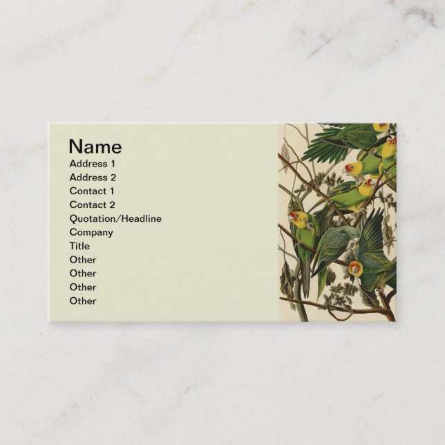 Audubon Carolina Parrot Bird illustration Business Card (Front)