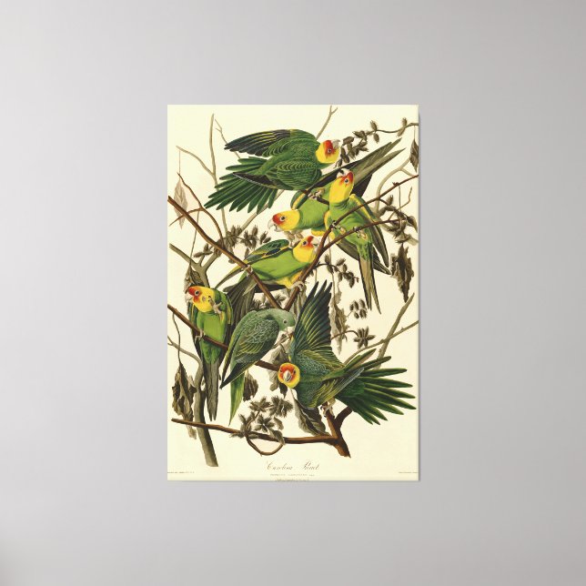 Audubon Carolina Parrot Bird illustration Canvas Print (Front)