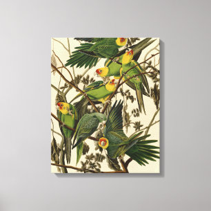 Audubon Carolina Parrot Bird illustration Canvas Print