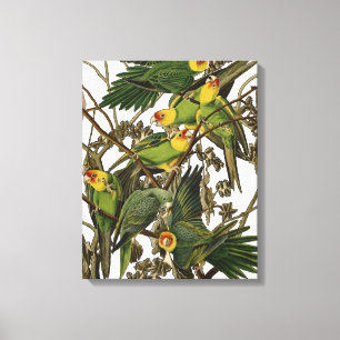 Audubon Carolina Parrot Bird illustration Canvas Print