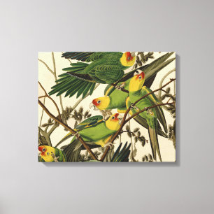 Audubon Carolina Parrot Bird illustration Canvas Print