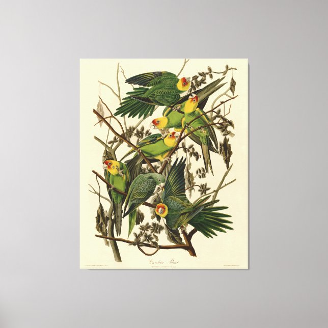 Audubon Carolina Parrot Bird illustration Canvas Print (Front)