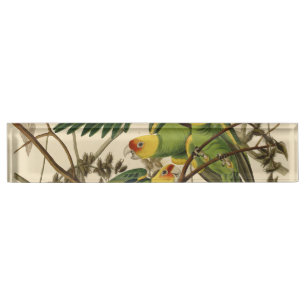 Audubon Carolina Parrot Bird illustration Nameplate