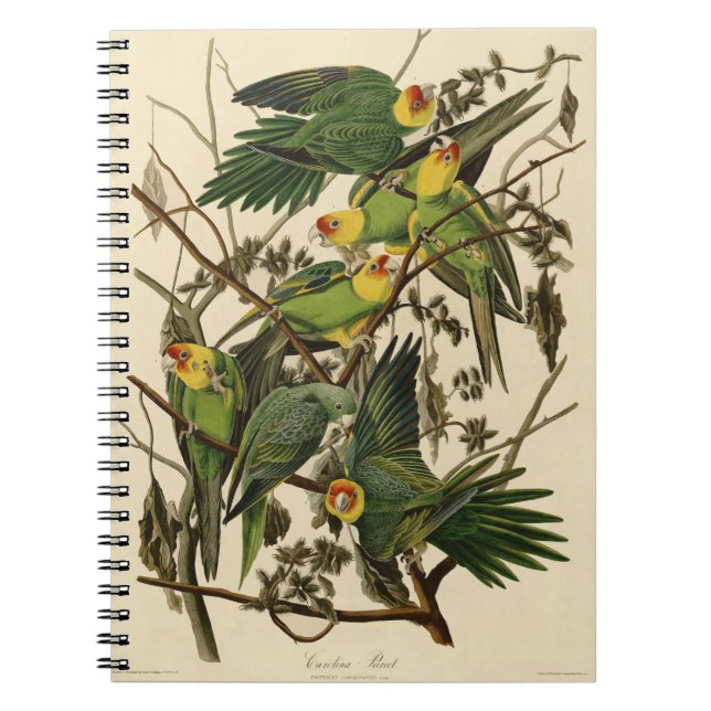 Audubon Carolina Parrot Bird illustration Notebook (Front)