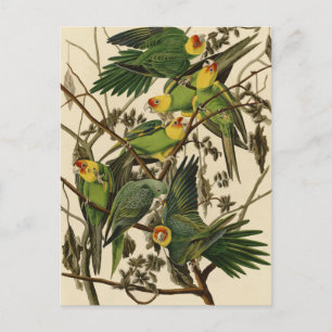 Audubon Carolina Parrot Bird illustration Postcard