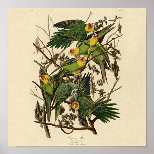 Audubon Carolina Parrot Bird illustration Poster (Front)