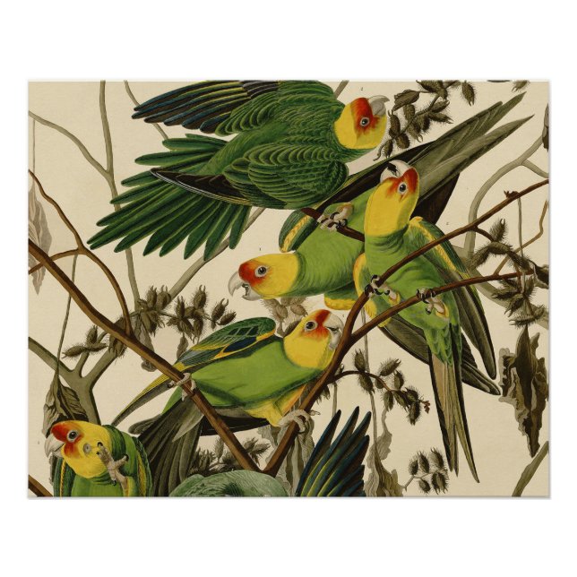 Audubon Carolina Parrot Bird illustration Poster (Front)