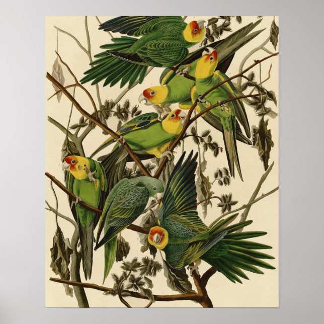 Audubon Carolina Parrot Bird illustration Poster (Front)
