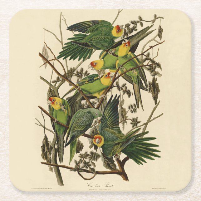Audubon Carolina Parrot Bird illustration Square Paper Coaster (Front)