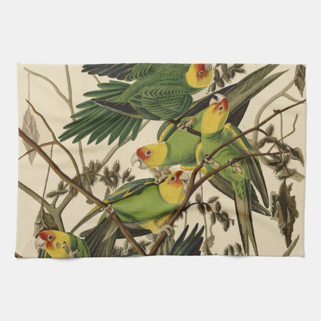 Audubon Carolina Parrot Bird illustration Tea Towel (Horizontal)